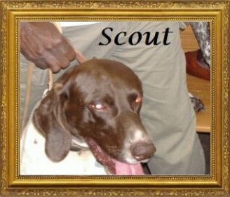 Scout Davis. 2002-2015